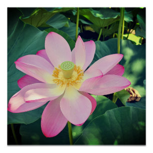 A vibrant lotus flower poster