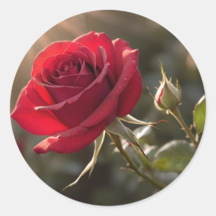 A vibrant red rose, symbolizing love and passion classic round sticker