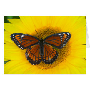 A Viceroy Butterfly Limenitis Archippus