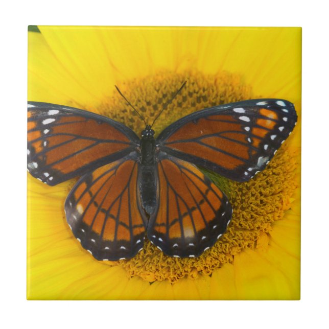 A Viceroy Butterfly | Limenitis Archippus Ceramic Tile (Front)