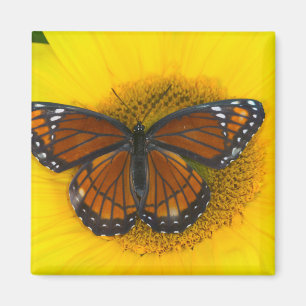 A Viceroy Butterfly Limenitis Archippus Magnet