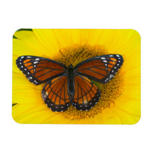 A Viceroy Butterfly Limenitis Archippus Magnet