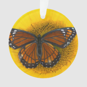 A Viceroy Butterfly   Limenitis Archippus Ornament