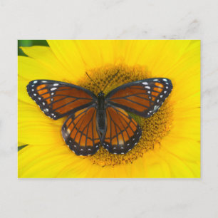 A Viceroy Butterfly Limenitis Archippus Postcard