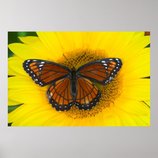 A Viceroy Butterfly | Limenitis Archippus Poster (Front)