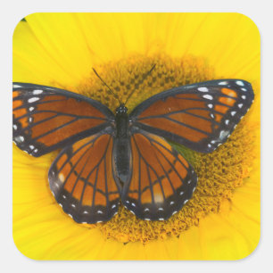 A Viceroy Butterfly   Limenitis Archippus Square Sticker
