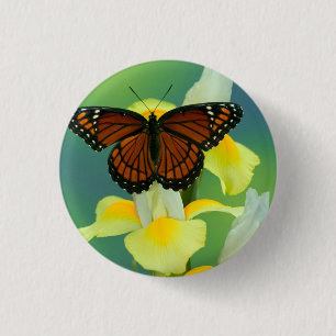 A Viceroy Butterfly on a Yellow Japanese Iris 3 Cm Round Badge