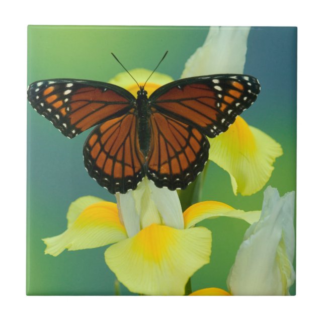 A Viceroy Butterfly on a Yellow Japanese Iris Ceramic Tile (Front)