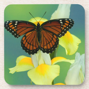 A Viceroy Butterfly on a Yellow Japanese Iris Coaster