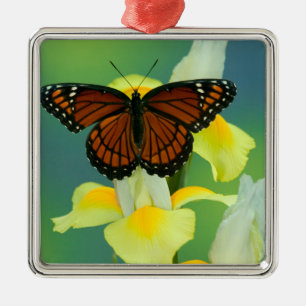 A Viceroy Butterfly on a Yellow Japanese Iris Metal Ornament