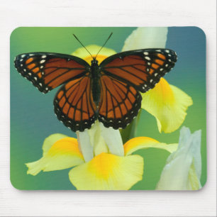 A Viceroy Butterfly on a Yellow Japanese Iris Mouse Pad