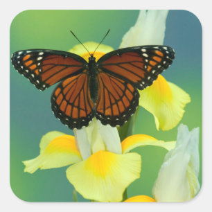 A Viceroy Butterfly on a Yellow Japanese Iris Square Sticker