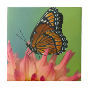 A Viceroy Butterfly on a Zinnia Ceramic Tile