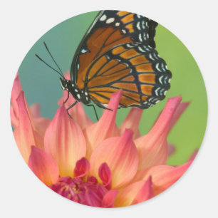 A Viceroy Butterfly on a Zinnia Classic Round Sticker