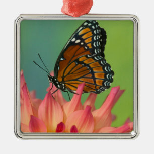 A Viceroy Butterfly on a Zinnia Metal Ornament