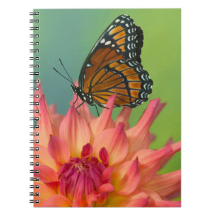 A Viceroy Butterfly on a Zinnia Notebook