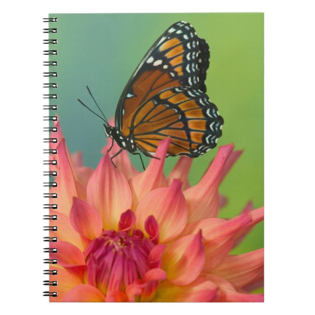 A Viceroy Butterfly on a Zinnia Notebook (Front)