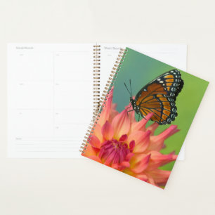 A Viceroy Butterfly on a Zinnia Planner