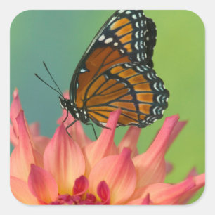 A Viceroy Butterfly on a Zinnia Square Sticker