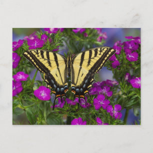 A Viceroy Butterfly on Dark Pink Flowers Postcard