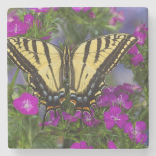A Viceroy Butterfly on Dark Pink Flowers Stone Coaster