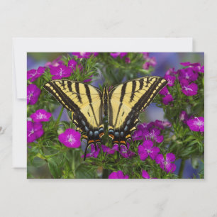 A Viceroy Butterfly on Dark Pink Flowers Thank You Card