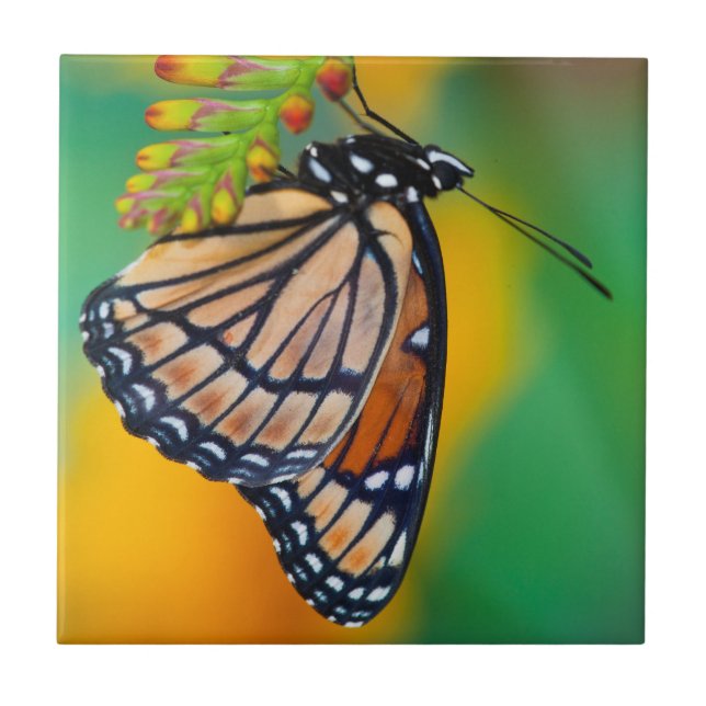 A Viceroy Butterfly on Flowers Ceramic Tile (Front)