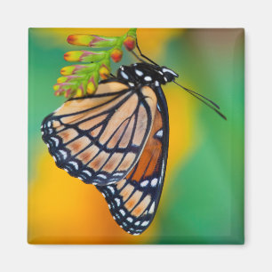 A Viceroy Butterfly on Flowers Magnet