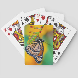 A Viceroy Butterfly on Flowers Playing Cards
