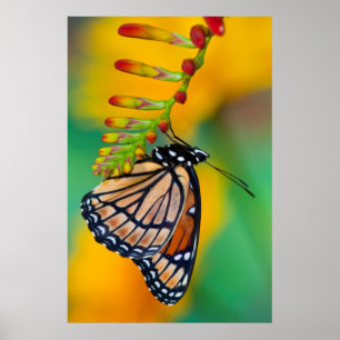 A Viceroy Butterfly on Flowers Poster