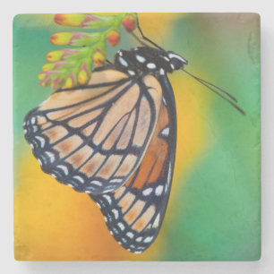A Viceroy Butterfly on Flowers Stone Coaster