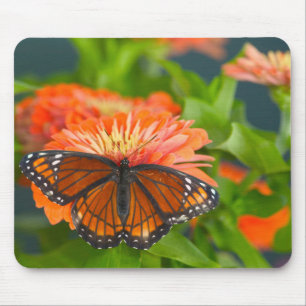 A Viceroy Butterfly on Orange Zinnias Mouse Pad