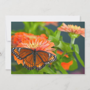 A Viceroy Butterfly on Orange Zinnias Thank You Card