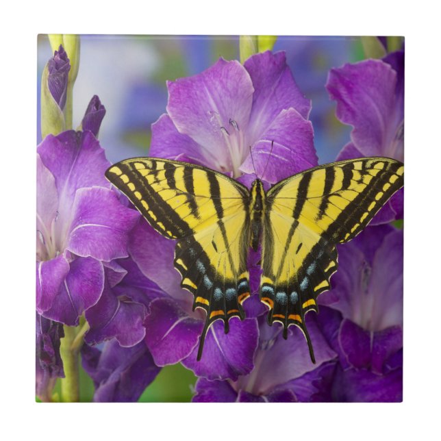 A Viceroy Butterfly on Purple Glads Ceramic Tile (Front)