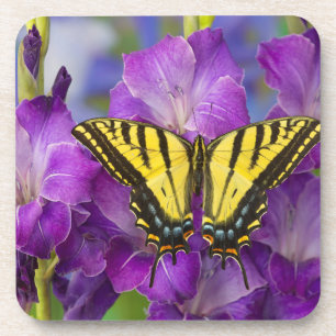 A Viceroy Butterfly on Purple Glads Coaster