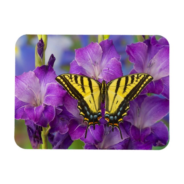 A Viceroy Butterfly on Purple Glads Magnet (Horizontal)