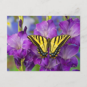 A Viceroy Butterfly on Purple Glads Postcard