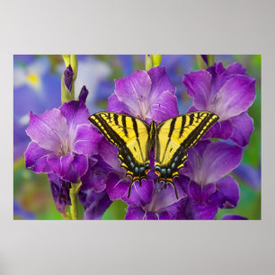 A Viceroy Butterfly on Purple Glads Poster