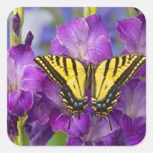 A Viceroy Butterfly on Purple Glads Square Sticker