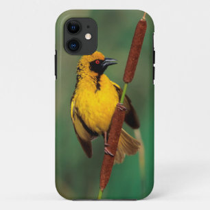 A Village Weaver calling while perched on a reed iPhone 11 Case