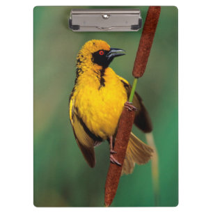 A Village Weaver calling while perched on a reed Clipboard