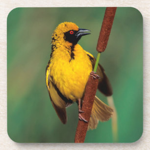 A Village Weaver calling while perched on a reed Coaster