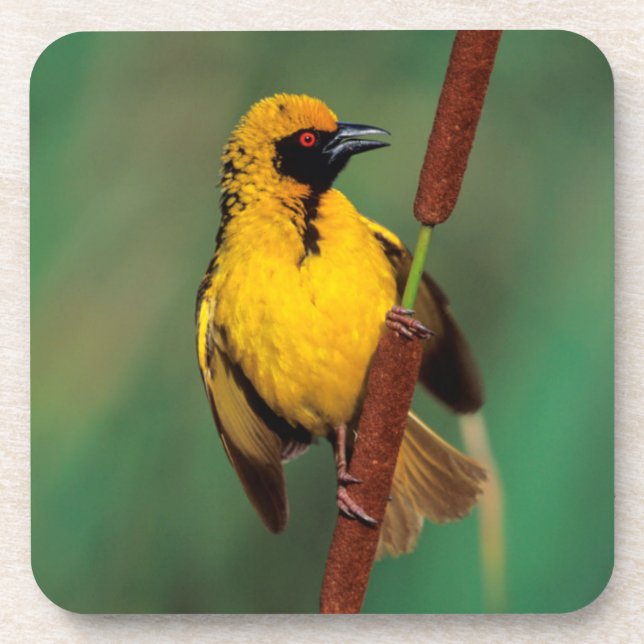 A Village Weaver calling while perched on a reed Coaster (Front)