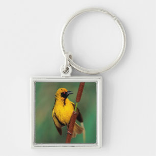 A Village Weaver calling while perched on a reed Key Ring