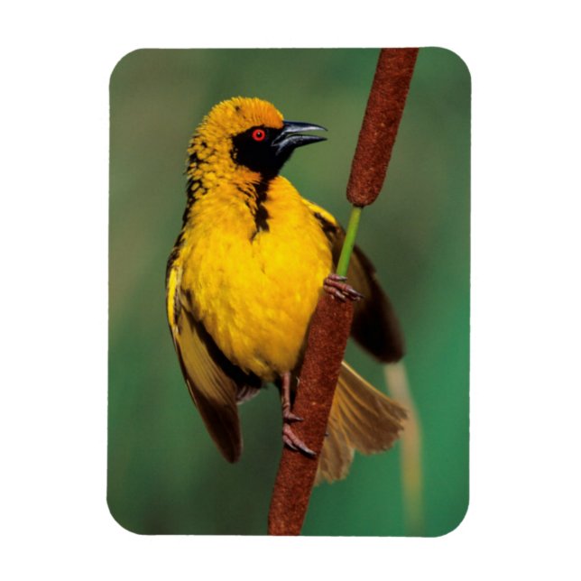 A Village Weaver calling while perched on a reed Magnet (Vertical)