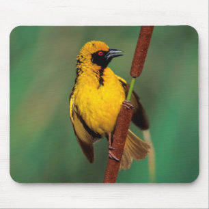 A Village Weaver calling while perched on a reed Mouse Pad