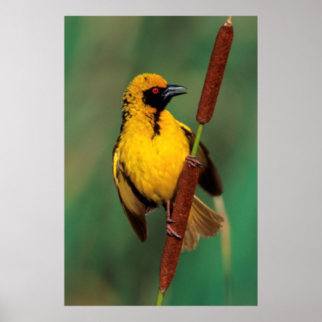 A Village Weaver calling while perched on a reed Poster (Front)