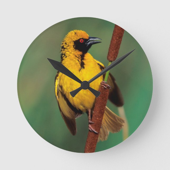 A Village Weaver calling while perched on a reed Round Clock (Front)