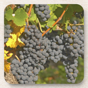 A vine with ripe Merlot grape bunches - Chateau Coaster