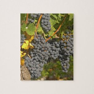 A vine with ripe Merlot grape bunches - Chateau Jigsaw Puzzle